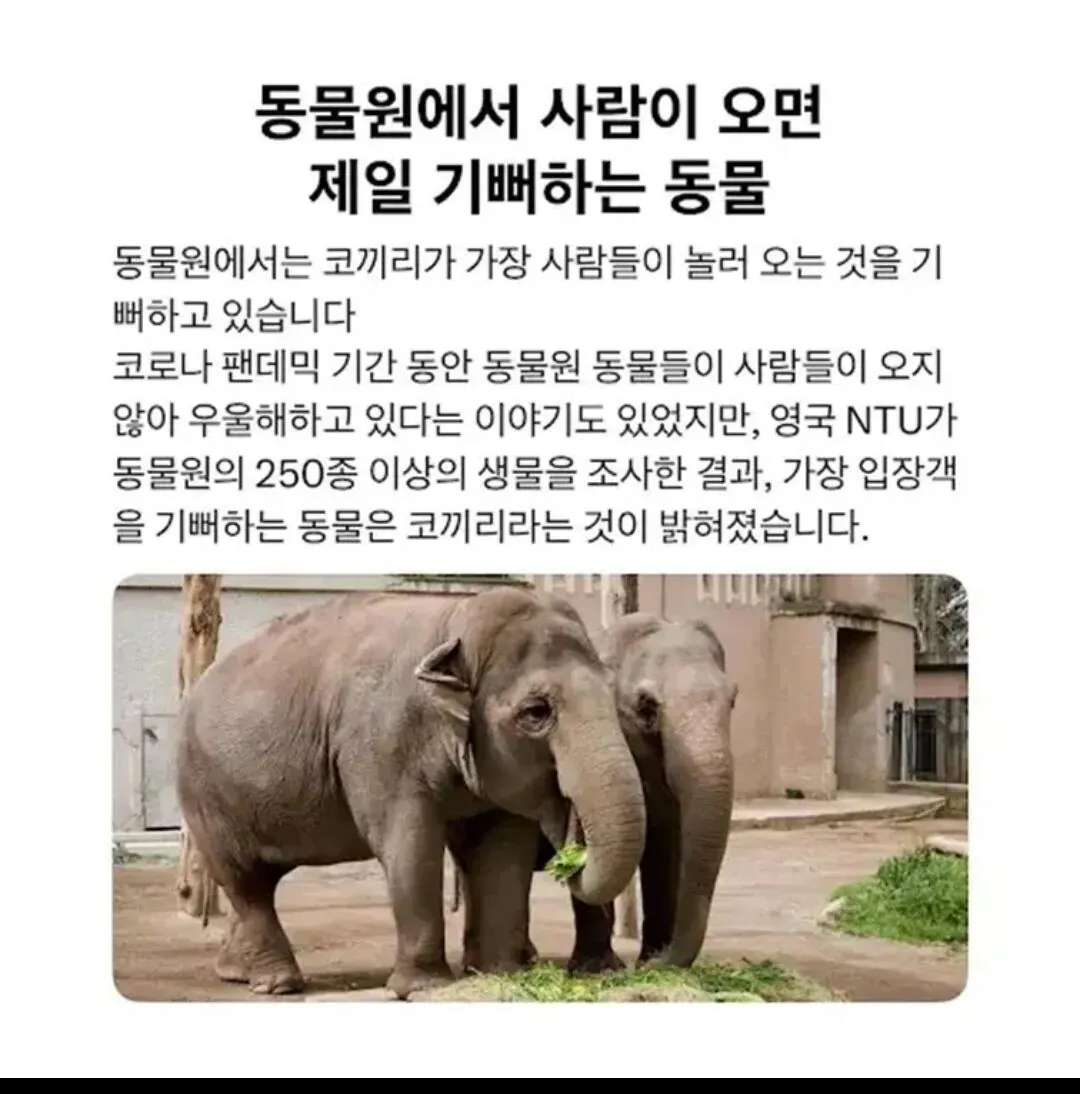 1000009689.jpg 코끼리는 동물원에 사람이 오는걸 가장 좋아한다고한다